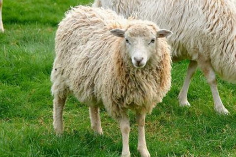 1979年属羊人2023年运势及运程详解 79年出生44岁生肖羊人在2023全年每月运势如何